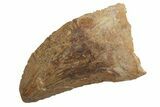 Bargain, Fossil Carcharodontosaurus Tooth - Real Dinosaur Tooth #212489-1